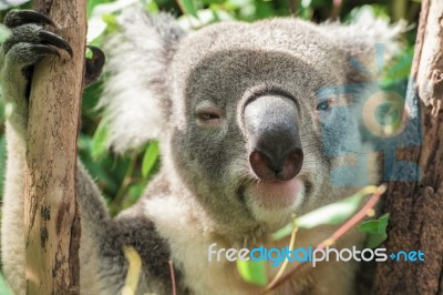 Koala Looking At The Camera Stock Photo