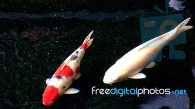 Koi, Fancy Carp Are Swimming Stock Photo