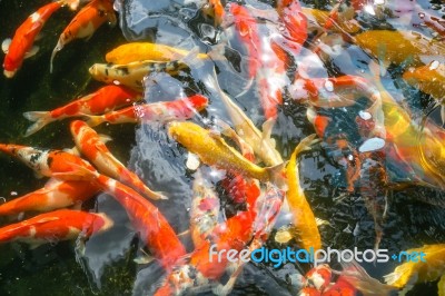 Koi Fish Stock Photo