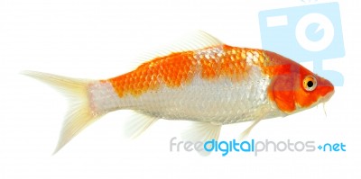 Koi Fish Isolated On The White Background Stock Photo