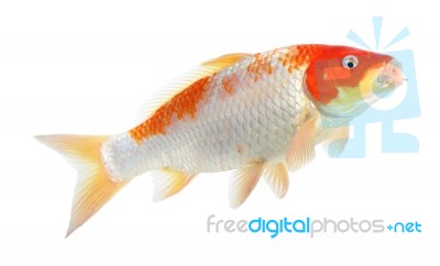 Koi Fish Isolated On The White Background Stock Photo