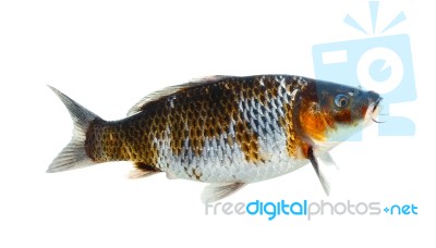 Koi Fish Isolated On The White Background Stock Photo