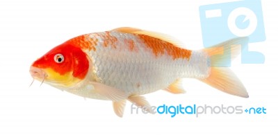 Koi Fish Isolated On The White Background Stock Photo