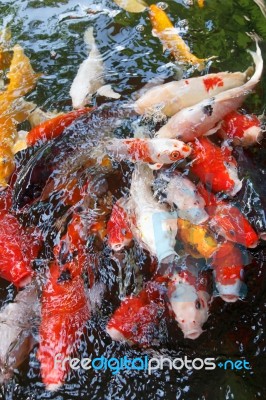 Koi Pool Stock Photo