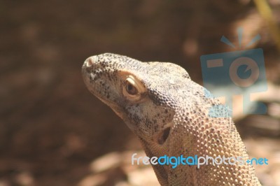 Komodo Dragon Stock Photo