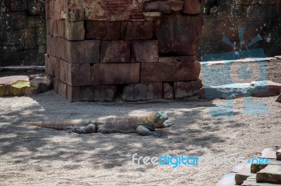 Komodo Dragon (varanus Komodoensis) At The Bioparc In Fuengirola… Stock Photo