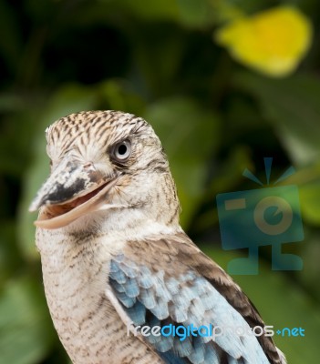 Kookaburra Close Up Stock Photo