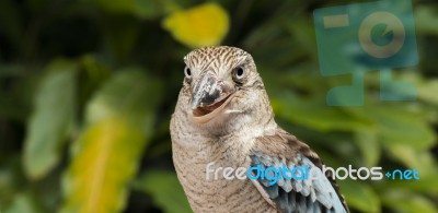 Kookaburra Close Up Stock Photo