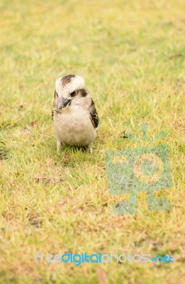 Kookaburra Close Up Outside During The Day Stock Photo