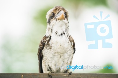 Kookaburra Gracefully Resting During The Day Stock Photo