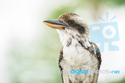 Kookaburra Gracefully Resting During The Day Stock Photo