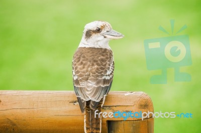 Kookaburra Gracefully Resting During The Day Stock Photo