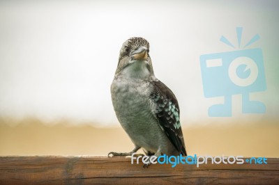 Kookaburra Gracefully Resting During The Day Stock Photo