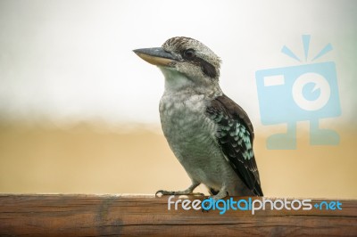 Kookaburra Gracefully Resting During The Day Stock Photo