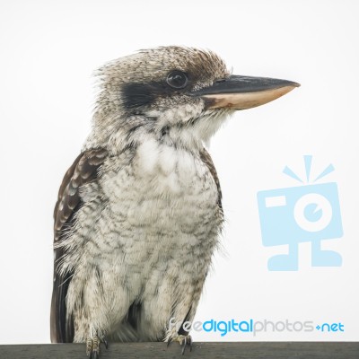 Kookaburra Gracefully Resting During The Day Stock Photo