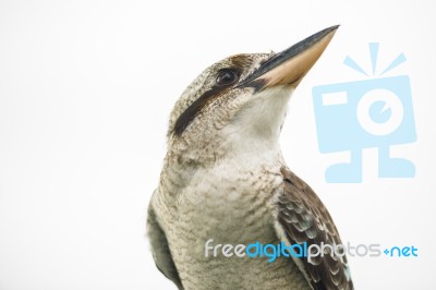 Kookaburra Gracefully Resting During The Day Stock Photo