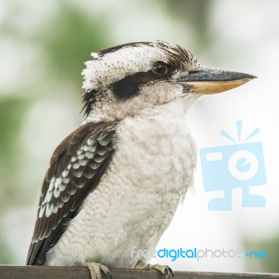 Kookaburra Gracefully Resting During The Day Stock Photo