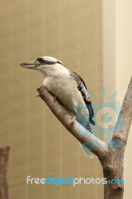 Kookaburra Gracefully Sitting In A Tree Stock Photo