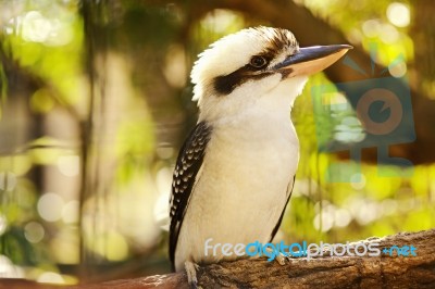 Kookaburra Gracefully Sitting In A Tree Stock Photo