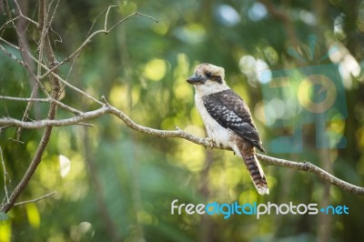 Kookaburra Gracefully Sitting In A Tree Stock Photo