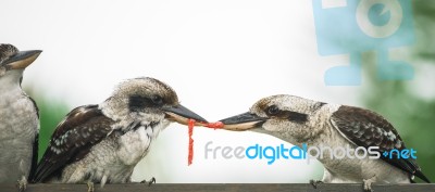 Kookaburras Fighting For Food During The Day Stock Photo