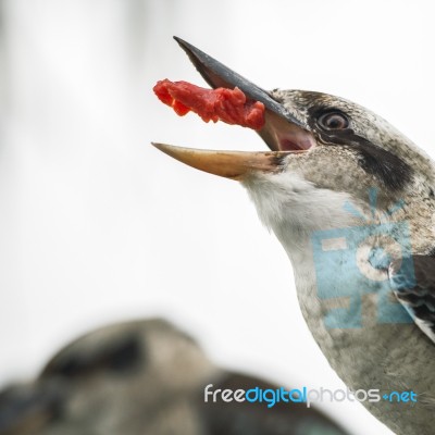 Kookaburras Fighting For Food During The Day Stock Photo