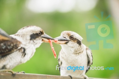 Kookaburras Fighting For Food During The Day Stock Photo