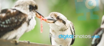 Kookaburras Fighting For Food During The Day Stock Photo