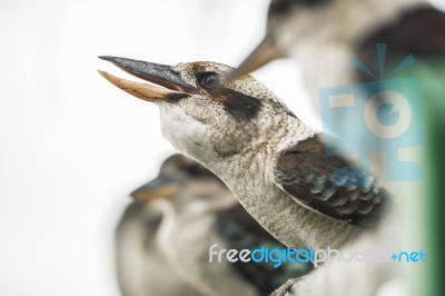 Kookaburras Gracefully Resting During The Day Stock Photo