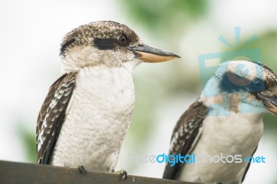 Kookaburras Gracefully Resting During The Day Stock Photo