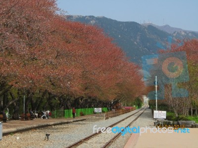 Korea Stock Photo