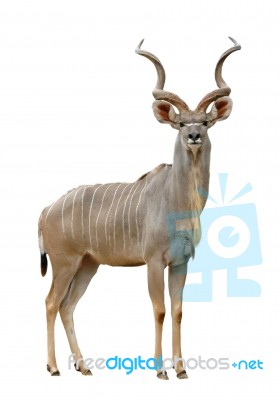 Kudu Stock Photo