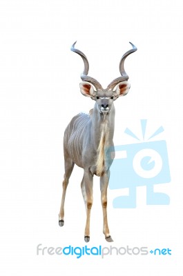 Kudu Isolated Stock Photo