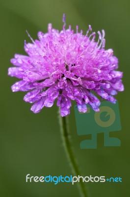 Labiate Aquatica Scabioso Stock Photo