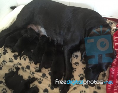 Labrador Dog Feeding Pups Stock Photo