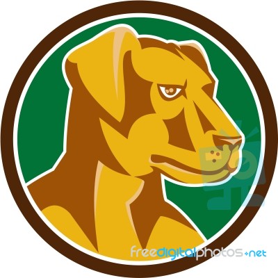 Labrador Golden Retriever Dog Head Circle Retro Stock Image