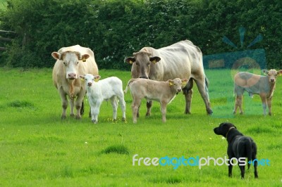 Labrador Looking After The Cattle Stock Photo