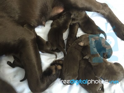 Labrador Puppies Stock Photo