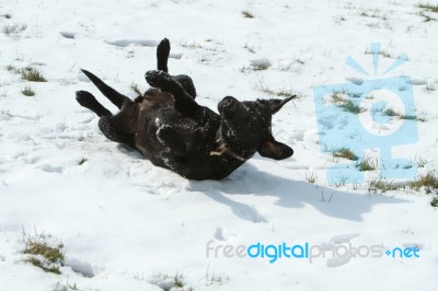 Labrador Rolling In The Snow Stock Photo