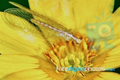 Lacewing On A Marsh Marigold Stock Photo