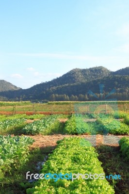 Lactuca Sativa (lettuce) Farm Near Mountain Stock Photo