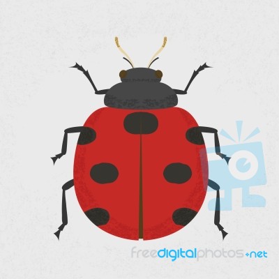 Lady Bug Stock Image