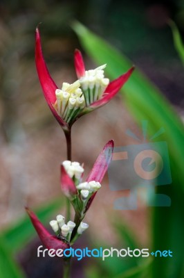 Lady Di (heliconia Psittacorum) Stock Photo