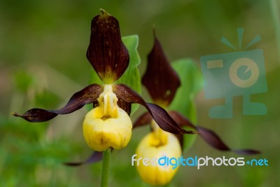 Lady Slipper Orchid Stock Photo