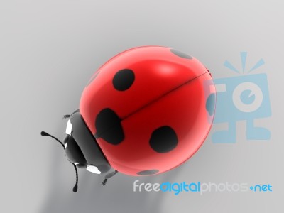 Ladybird Stock Image