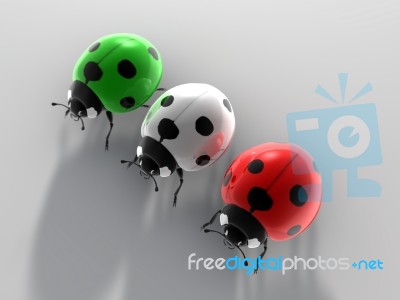 Ladybird Stock Image