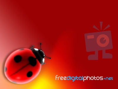 Ladybird Stock Image