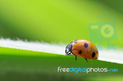 Ladybird Stock Photo