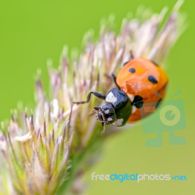 Ladybird Stock Photo