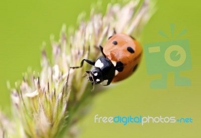 Ladybird Stock Photo